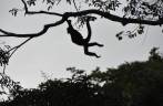 A Chita, uma macaca-aranha na fazenda dos poços termais, na região de Boquete, no Panamá